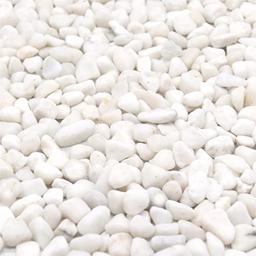 Premium Pebbles White Rocks for Plants. White Decorative Polished Pebbles. 3/8 Inch – 10lbs for Plants,Garden, Landscaping, Succulents, pots, Plants (XSM (0.375 Inch), White - Lightly Polished, 10)