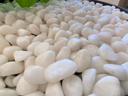 Premium Pebbles White Rocks for Plants. White Decorative Polished Pebbles. 3/8 Inch – 10lbs for Plants,Garden, Landscaping, Succulents, pots, Plants (XSM (0.375 Inch), White - Lightly Polished, 10)