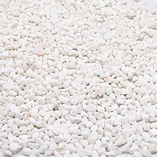 Premium Pebbles White Rocks. White Decorative Pebbles. 1/5 Inch – 10 lbs for Garden, Landscaping, Indoor, Vase fillers, Crafting, Succulents, pots, Plants (Mini (0.2 Inch), White - Tumbled, 10)
