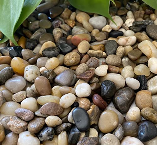 Premium Pebbles Rocks for Plants. Mixed Colors Decorative Polished Pebbles. 3/8 Inch – 2 lbs for Plants, Garden, Vase fillers, Succulents, pots, Plants(XSM (0.375 Inch), Mixed Color - Polished, 2)