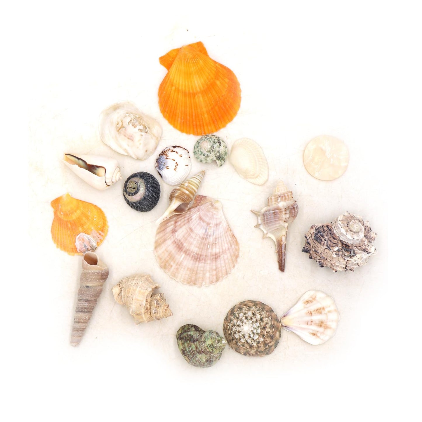 Aquarium Sea Shells 150 Pcs Ocean Beach Sea Shells Various Sizes. Mixed Sea Shells for Fish Tank Vase Fillers, Crafts, Home Decorations