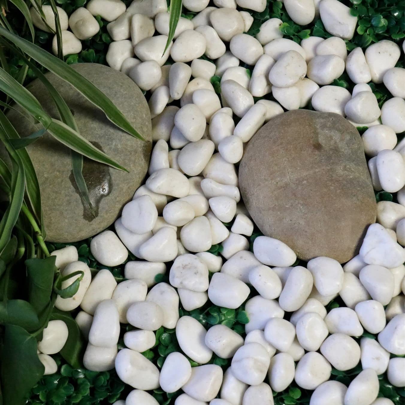 Premium Pebbles White Rocks for Plants. White Decorative Polished Pebbles. 1 to 2 Inch – 10lbs for Plants, Garden, Succulents, pots, Plants (MD (1 to 2 Inch), White - Lightly Polished, 10)