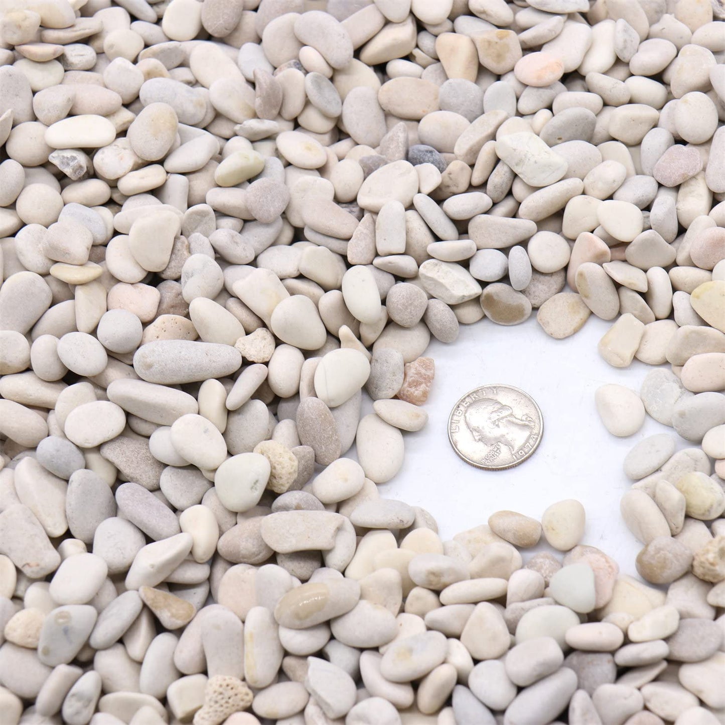 Premium Pebbles Rocks for Plants. Cream White Decorative Pebbles for Plants. 3/8 Inch – 10 lbs. Rocks for Garden, Landscaping, Succulents, pots, Plants (XSM (0.375 Inch), White - White Cream, 10)