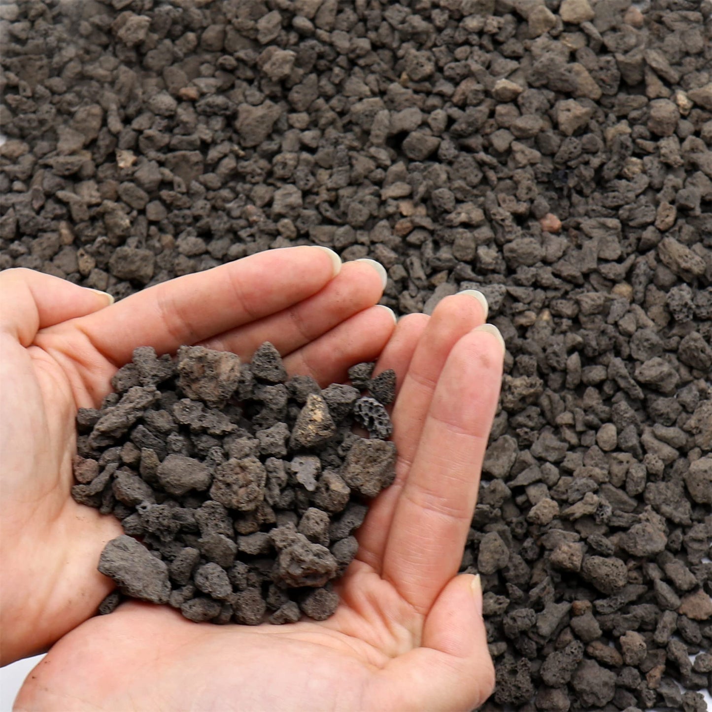 Premium Pebbles Volcanic Rock for Plants. Black Lava Rock. 1/5 Inch - 2 lbs for Potting Soil, Succulents, Pots, Plants