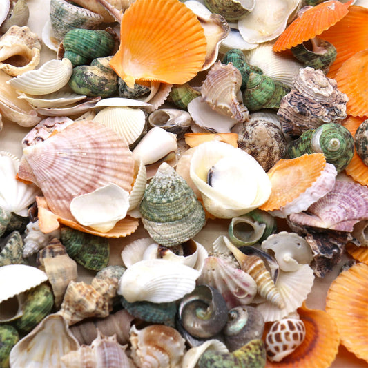 Aquarium Sea Shells 150 Pcs Ocean Beach Sea Shells Various Sizes. Mixed Sea Shells for Fish Tank Vase Fillers, Crafts, Home Decorations