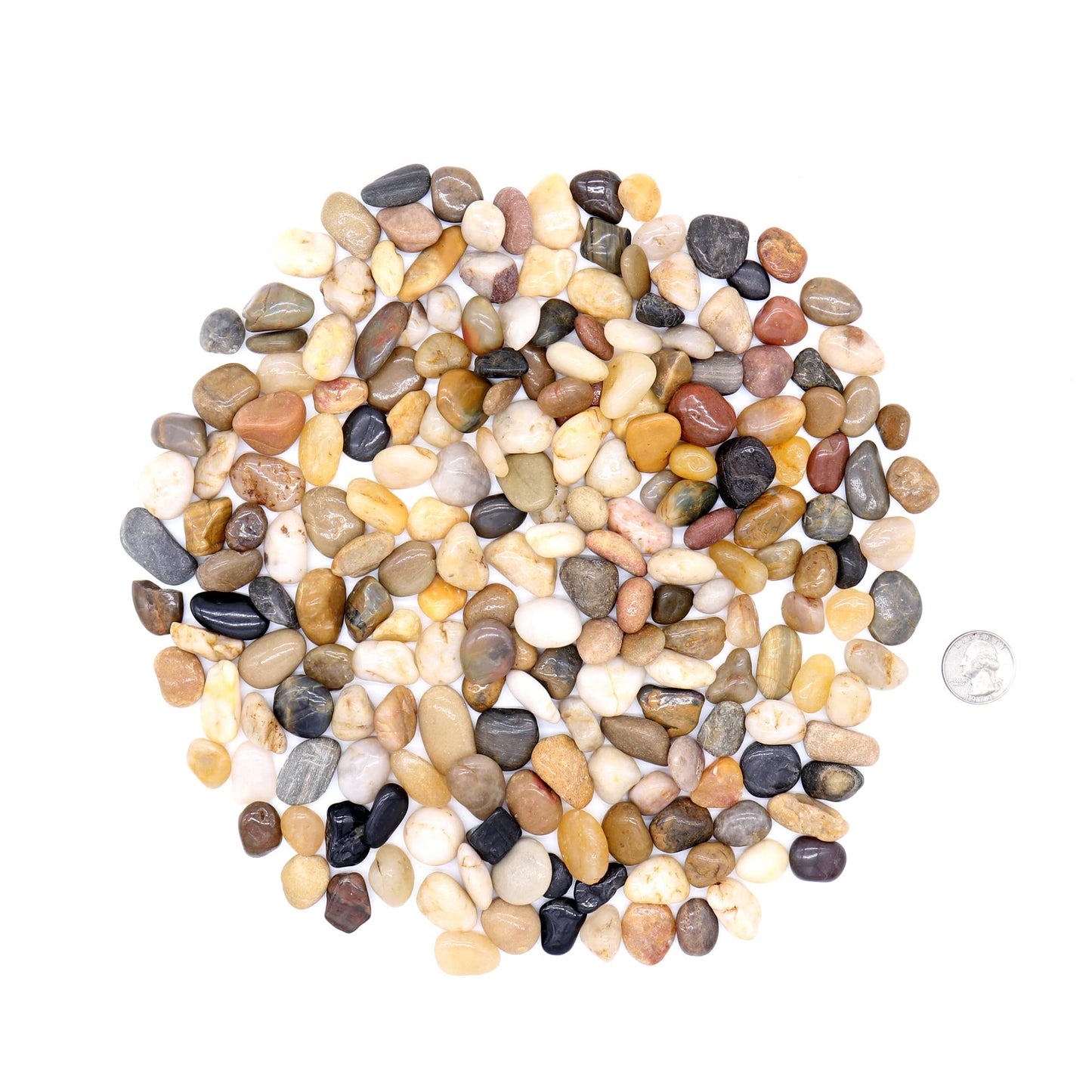 Premium Pebbles Rocks for Plants. Mixed Colors Decorative Polished Pebbles. 3/8 Inch – 10 lbs for Plants, Garden, Landscaping, Succulents, pots, Plants (XSM (0.375 Inch), Mixed Color - Polished, 10)